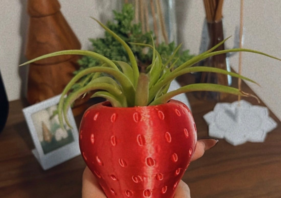 Air Plants