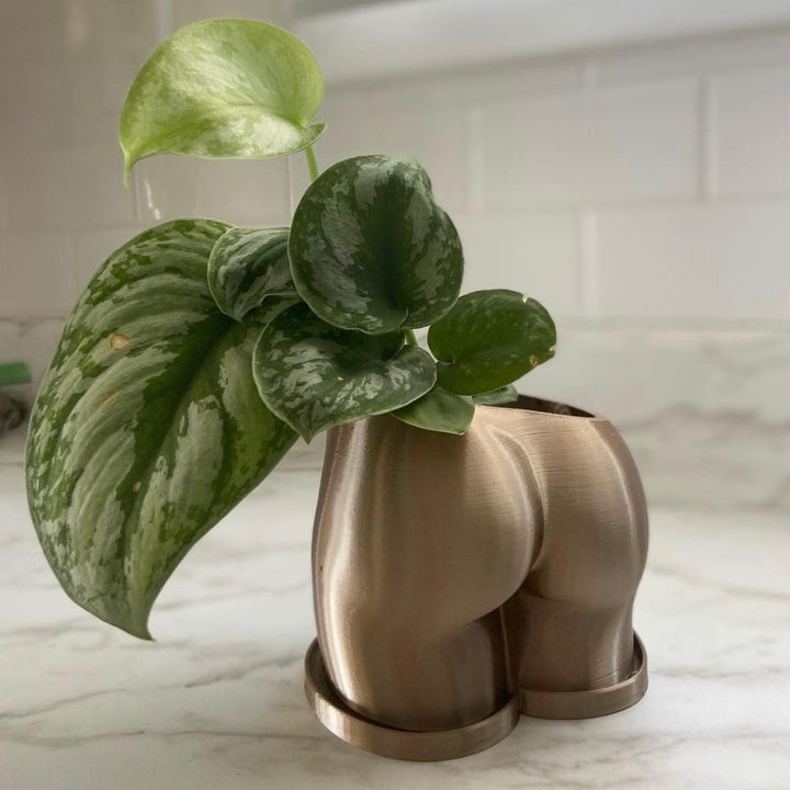 Original Peachy Planter | More Sizes + Colors Available