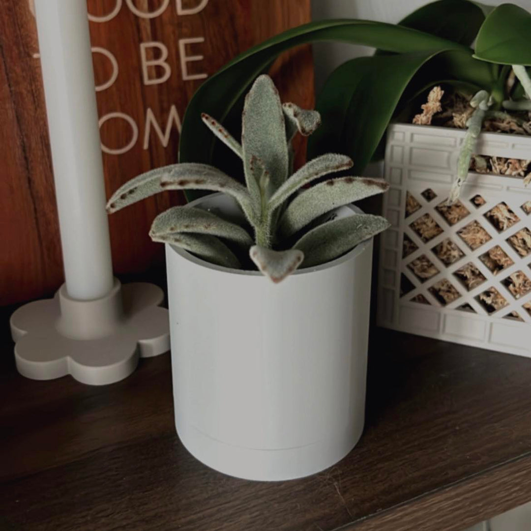 Smooth Classic Planter With Seamless Tray | More Sizes + Colors Available