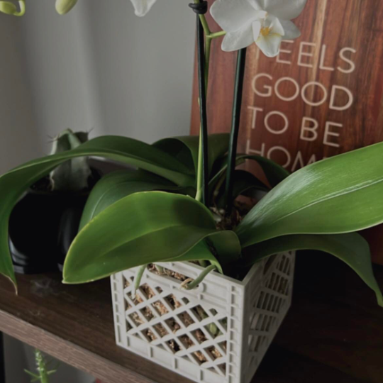 Orchid Crate Planter | More Colors Available