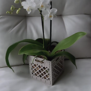 Orchid Crate Planter | More Colors Available