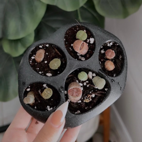 Lithops Paw Planter | More Colors Available