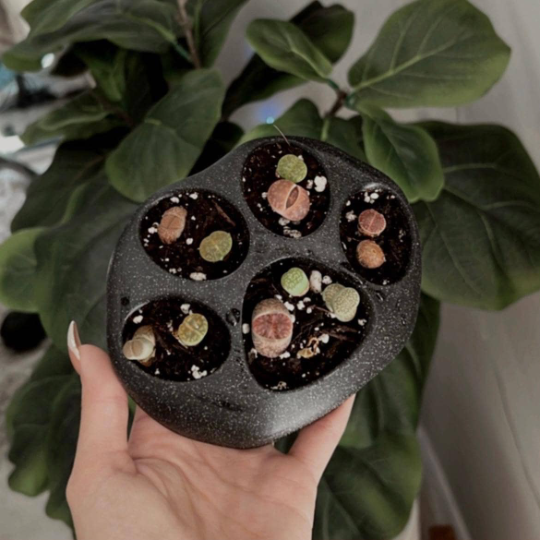 Lithops Paw Planter | More Colors Available