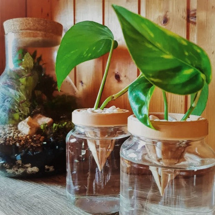 Propagation Cone for Mason Jars | More Colors Available