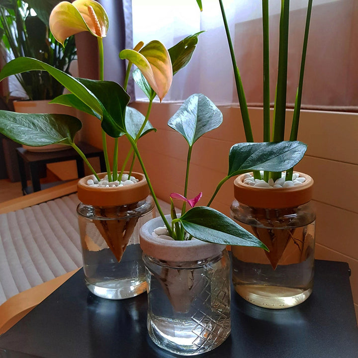 Propagation Cone for Mason Jars | More Colors Available