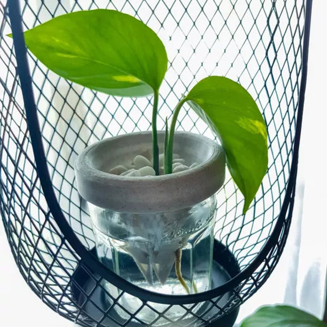 Propagation Cone for Mason Jars | More Colors Available